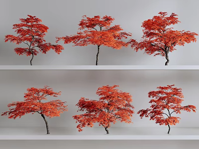 Six Red Leaf Maple Trees Arranged On White Tiered Shelves 3d model