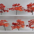 Six Red Leaf Maple Trees Arranged On White Tiered Shelves 3d model