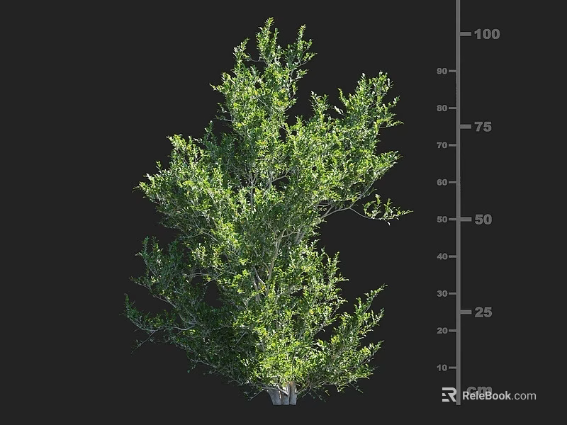 Leafy Green Arbor With Height Measurement Scale And 3D Model On Dark Background 3d model