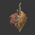 Modern Hermit Crab Conch Crab 3d model