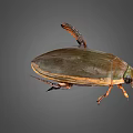 Detailed View Of Green Brown Beetle With Shiny Shell Orange Legs And Compound Eyes