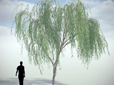 Willow Tree with Long Drooping Green Leaves Against Blue Sky White Clouds and Person Silhouette 3d model