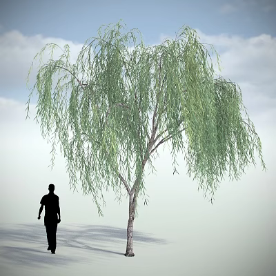 Willow Tree with Long Drooping Green Leaves Against Blue Sky White Clouds and Person Silhouette 3d model