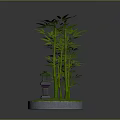 Tall Green Bamboo Plants With Small Lantern On Circular Green Base