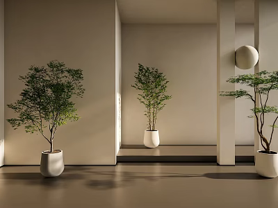 Bonsai Potted Plants In Modern Interior White Pots Light Walls Mirror Reflection Bright Lighting 3d model