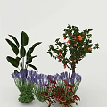 Various Plants With Large Green Leaves Purple Lavender Red Fruits And Red Leaves