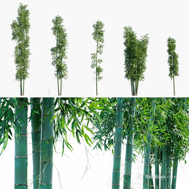 Green Bamboo In Various Growth Forms With Tall Stems And Lush Leaves 3d model 