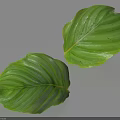 Two Green Leaves With White Stripes On Light Blue Background Showing Vibrant Texture