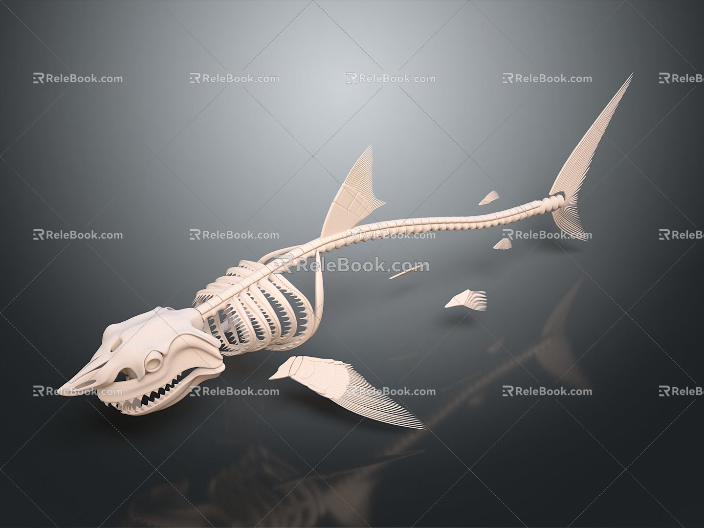 Modern Skeleton Shark Skeleton Animal Skeleton Skeleton 3d model