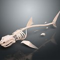 Modern Skeleton Shark Skeleton Animal Skeleton Skeleton 3d model