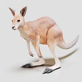 Realistic Standing Kangaroo Model With Light Brown Fur On Plain Background 3d model