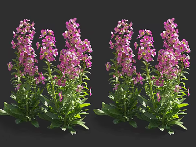 Vibrant Purple Flower Plants With Lush Green Leaves On Black Background 3d model