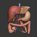 3D Rendered Human Organs Anatomical Model Showing Liver Stomach Intestines Structure And Vascular System