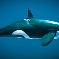 Modern Killer Whale 3d model