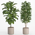 Lush Indoor Potted Plants With Monstera Fern And Areca Palm In Concrete Pots