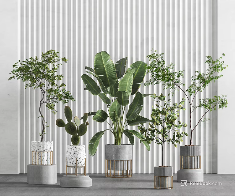 Indoor Potted Plants with Various Green Foliage and Stylish Planter Designs 3d model 