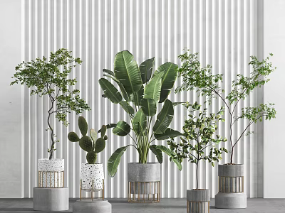 Indoor Potted Plants with Various Green Foliage and Stylish Planter Designs 3d model