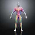 3D Colorful Human Muscle Anatomy Model Medical Device For Medical Education And Anatomical Study