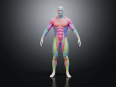 3D Colorful Human Muscle Anatomy Model Medical Device For Medical Education And Anatomical Study 3d model