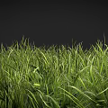 Lush Sunlit Green Grass With Tall Blades And Natural Healthy Growth