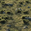 Low Growing Green Bushes In Grassland Field With Moss Covered Stones