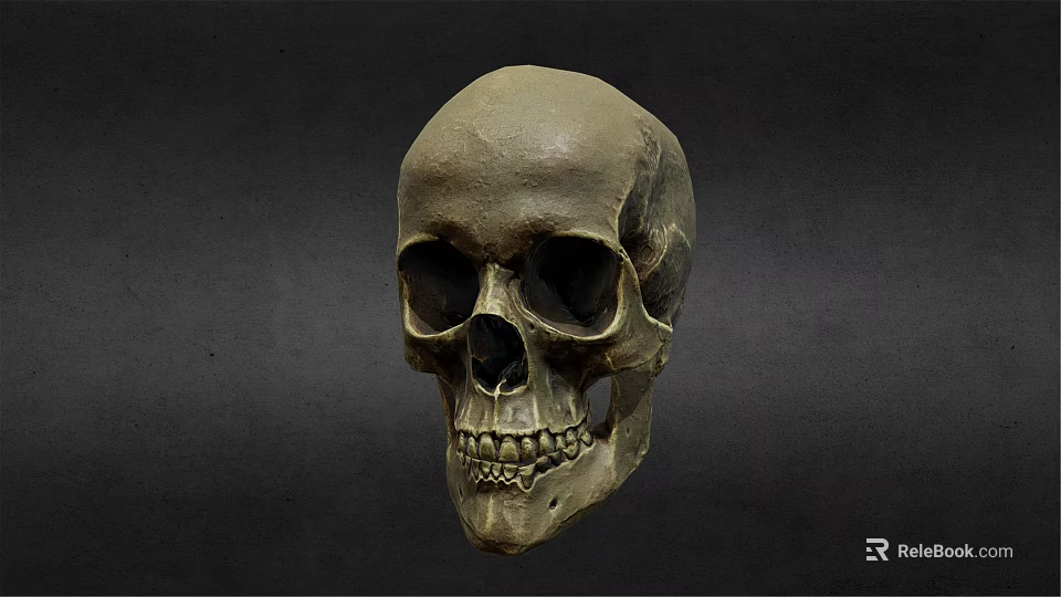 Medical Skull Model As Essential Tool For Anatomical Teaching And Healthcare Training 3d model 