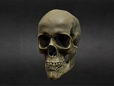 Medical Skull Model As Essential Tool For Anatomical Teaching And Healthcare Training 3d model