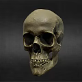 Medical Skull Model As Essential Tool For Anatomical Teaching And Healthcare Training