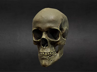 modern skull skull 3d model modern skull skull 3d model