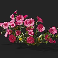 Vibrant Pink Flower Plants With Fresh Green Leaves Forming Lush Blooms