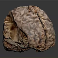 Human Brain Anatomical Model Displaying Detailed Cortex Folds And Structure
