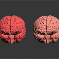 Two Pink Brain Models on Black Surface With Clear Reflections 3d model