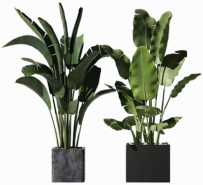 Potted Plants with Large Green Leaves in Modern Square Black Gray Pots 3d model