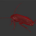 Black Cockroach With Long Antennae And Spiny Legs On Dark Surface