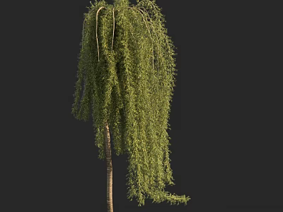 Graceful Weeping Willow Arbor with Long Drooping Branches and Green Foliage 3d model