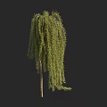 Graceful Weeping Willow Arbor with Long Drooping Branches and Green Foliage