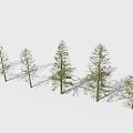 Row of Tall Arbor Trees With Slender Trunks And Green Foliage In Snowy Landscape