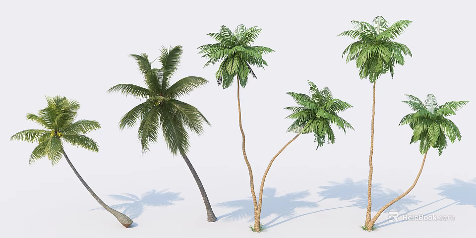Tall Palm Trees With Different Postures Green Fronds And Long Trunks Cast Shadows 3d model