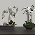 Bonsai Potted Plants with White Orchids Green Leaves in Gray Rectangular and Brown Round Pots