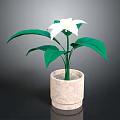Indoor Plant With White Flower And Green Leaves In Textured Beige Pot