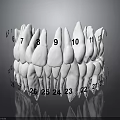 Dental Organ Model With Numbered Teeth From 6 To 12 And 21 To 26 Anatomical Structure