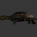 Realistic Turtle with Brown Textured Shell Yellow Head and Clawed Limbs on Gray Background