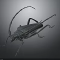 3D Rendered Beetle With Long Antennae Multiple Legs And Gray Tone On Dark Background