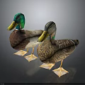 Colorful Ducks with Green Brown Heads Yellow Beaks and Feathered Bodies Standing on Dark Background with Reflection