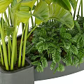 Lush Green Tropical Plants with Broad Leaves in Modern Gray Planters for Home Indoor Decor