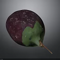 Anatomical Organ Structure Featuring Hair Follicles Purple Green And Brown Tissues