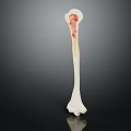 Long Bone Anatomical Model Showing Internal Structure And Red Marrow 3d model