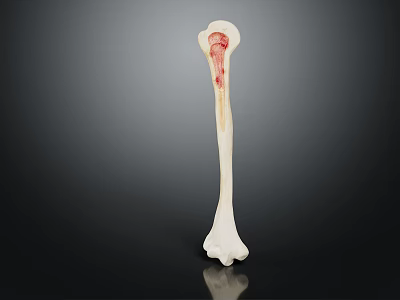 Long Bone Anatomical Model Showing Internal Structure And Red Marrow 3d model