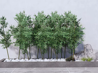 Bamboo Plants Growing in Outdoor Setting With Gray Wall White Pebbles and Small Plants 3d model