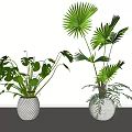 Potted Plants with Monstera and Palm Leaves in White Striped Pots for Minimalist Indoor Decor